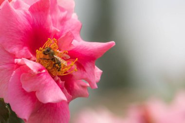 Sarı ipliklerle kırmızı bir gülün üzerinde polen toplayan bir arı.