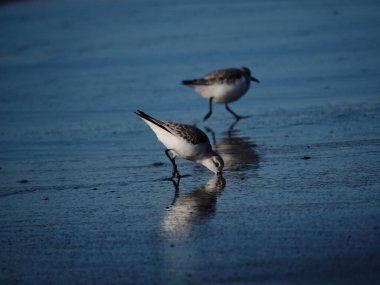 Deniz kıyısındaki iki zımpara kuşunun yakın çekimi.