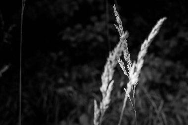 Gri tonda bir buğday tarlasının seçici odak noktası