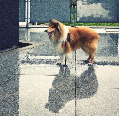 Yağmurdan sonra beton zeminde duran sevimli bir Collie köpeği.