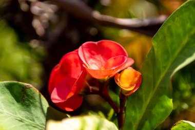 Isabel del Torres Ulusal Parkı 'nda kırmızı bir çiçek, Dominik Cumhuriyeti