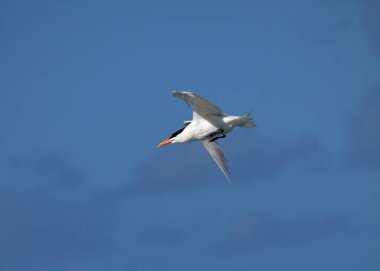 Gündüz bulutlu bir gökyüzünde uçan beyaz bir deniz feneri.