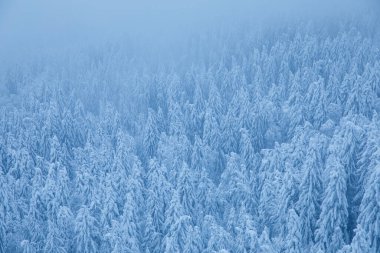 Kışın İsviçre 'de bir ormandaki güzel karlı ağaçların hava manzarası.