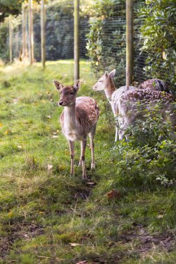 Güneşli bir günde tarladaki güzel Roe geyiklerinin manzarası.