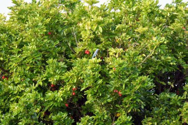 Ağaç dalına tünemiş bir kuş