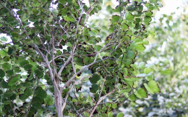 Hasarlı yapraklı bir ağacın alçak açılı görüntüsü.