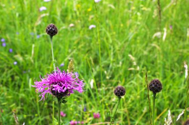 Arka planda yeşil çimenler olan güzel mor bir Cornflower 'ın yakın plan çekimi.