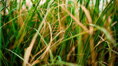 Güneşli bir günde yeşil çimen arka planı