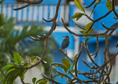 Bulanık bir arkaplanı olan ağaç dalında duran küçük yeşil bir balıkçıl.