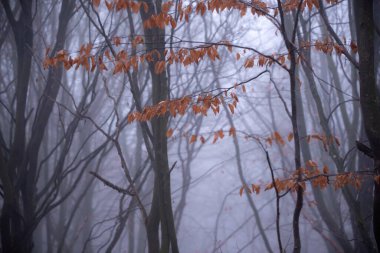 Sisli ormanda sonbahar ağaçları