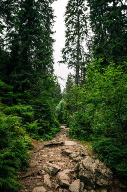Yeşil ağaçlarla çevrili bir patikanın dikey görüntüsü