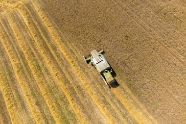 Tarlada buğday, buğday, buğday ve çiftçiliğin birleşimiyle manzara