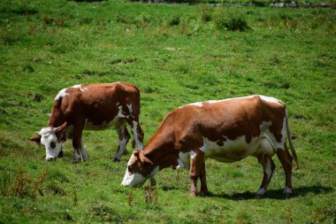 Gündüzleri çim yiyen sığır inekleri