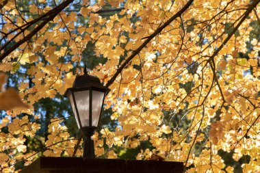 Ağacın altında sarı yapraklı güzel bir bahçe ışığı.