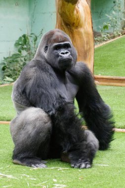 Güneşli bir günde Fransa 'nın Saint Martin la Plaine kentindeki Zooloji Parkı' nda yeşil çimlerde oturan siyah gorilin yakın çekimi