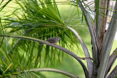 Güneşli bir günde bir palmiye dalına tünemiş ortak bir kumrunun yakın plan çekimi.