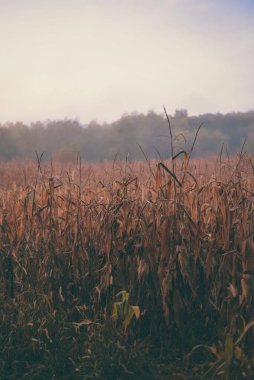Arka planda bulutsuz gökyüzü ve ormanlık bir çim tarlasının dikey çekimi