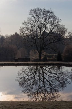 Bulutlu gökyüzünün manzarası, Fransa 'nın Normandiya şehrinde gün batımında oval gölet suyuna ve ağaç siluetine yansıyor.