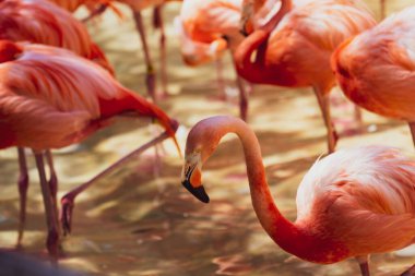 Güneş ışığı altında bir grup flamingo.