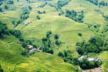 Sa pa, Vietnam 'da güzel bir pirinç tarlası manzarası