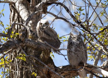 Ağaçtaki iki büyük boynuzlu baykuşun güzel bir görüntüsü