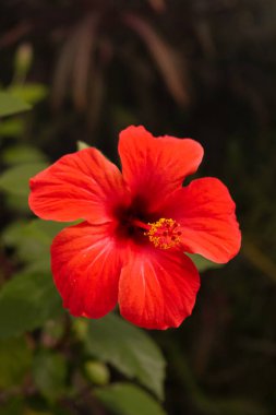 Güzel kırmızı bir Hibiscus çiçeğinin dikey yakın çekimi bulanık bir arkaplanda, Iasi