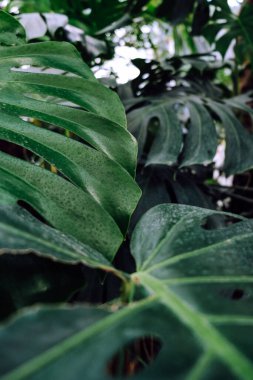 Monstera yapraklarının dikey yakın çekimi. Romanya 'nın Iasi kentinin Botanik Bahçesi.