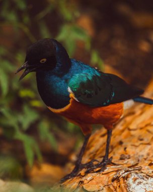 Bir ağaç dalına konmuş muhteşem bir sığırcığın dikey yakın çekimi.