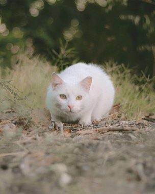 Güzel beyaz bir kedinin seçici odak noktası.