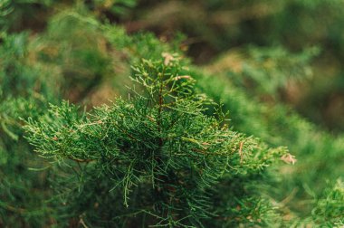 Yeşil bir Jüpiter Virginiana 'nın, bulanık yeşil bir arkaplana yakın çekimi.