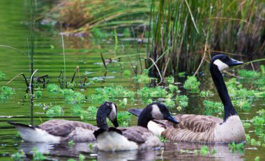 Kanada 'nın gölette yüzerken çekilmiş yakın plan bir fotoğrafı.