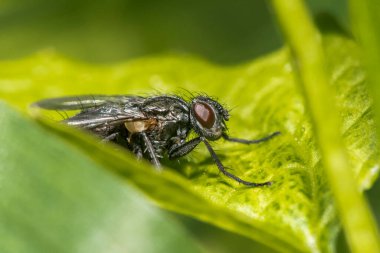 Sabah yeşil bir yaprak üzerindeki sineğin yakın plan çekimi.