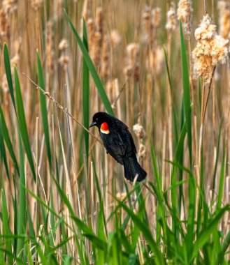 Sarı kanatlı bir karatavuk parkta bulanık kuyruk bitkileriyle bir dal üzerinde duruyor.