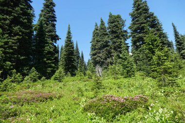 Washington, ABD 'deki Rainier Dağı Ulusal Parkı' nda yemyeşil bir doğa manzarası.