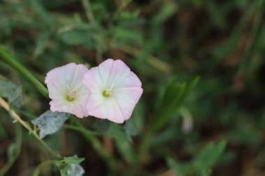 iki çiçek tohumu (Calystegia cinsi), beyaz ve açık pembe, ok şeklinde yaprakları olan istilacı bir bahçe.