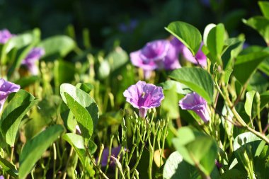 Güneşli bir günde bahçede açan bay-hops çiçeklerinin yakın çekim odak noktası.