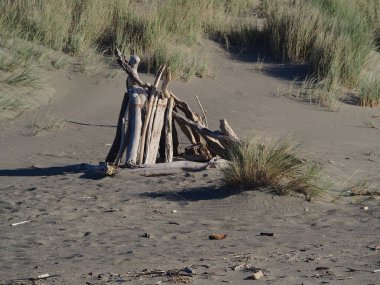 Sahilde otlarla çevrili sürüklenen ağaçların yakın çekimi.