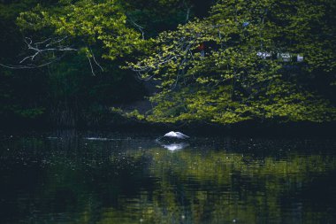 Göl ve orman manzarası.