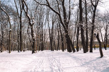 Güneşli bir günde ağaçlarla kaplı güzel bir tarla manzarası.