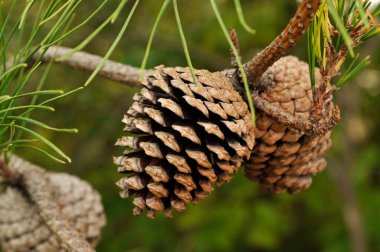 Missouri 'deki ağaçta bulunan Pinecones' un sığ bir odağı.