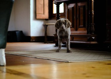 Evin içinde halının üzerinde duran bir köpek.