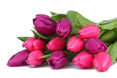 Beyaz arka planda pembe ve leylak rengi laleler. Güzel bahar çiçekleri.