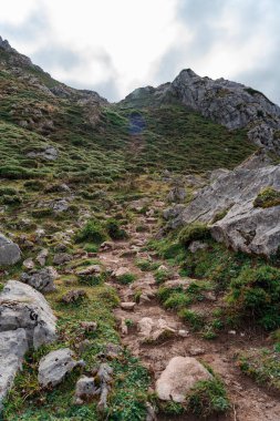 Yeşil çimenli bir tepenin alçak açılı çekimi.