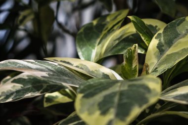 Peperomia obtusifolia 'ya yakın çekim. Romanya 'nın Iasi kentinin Botanik Bahçesi.