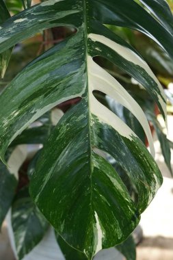 Bir yeşil İsviçre peynir bitkisinin dikey yakın çekimi (Monstera deliciosa)