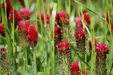 Kırmızı Süpürgelerin yeşil alanının seçici odak noktası