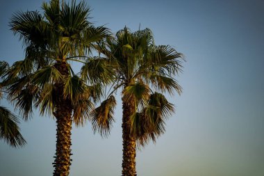 Palmiye ağaçları masmavi gökyüzüne karşı