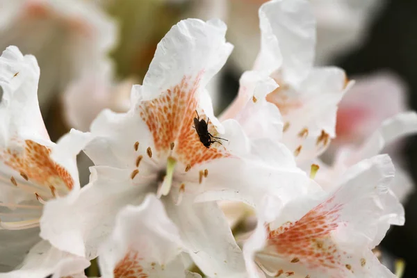 Closeup ปภาพของแมลงบนส ขาว Rhododendron Skillninghams — ภาพถ่ายสต็อก