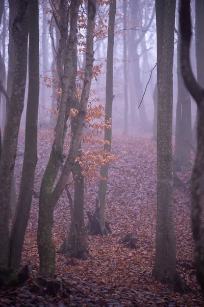 Eine Vertikale Aufnahme Einer Wunderschönen Herbstlandschaft Mit Kahlen Bäumen Vor — Stockfoto