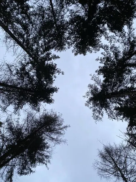 Eine Flache Aufnahme Der Silhouetten Hoher Bäume Gegen Den Blauen — Stockfoto